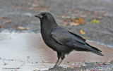 American Crow, Corneille dAmrique (Corvus brachyrhynchos)