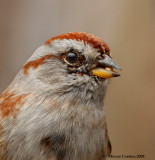 The American Tree Sparrow (Spizella arborea)