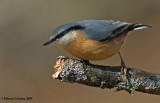 Eurasian Nuthatch, Sittelle torchepot (Sitta europaea)