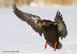 American-black-duck (Anas rubripes)