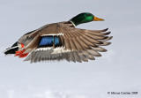 Mallard (Anas-platyrhynchos) male in flight
