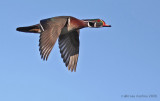 Wood-duck (Aix-sponsa)