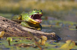 The American Bullfrog (Rana catesbeiana)
