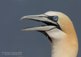 The Northern Gannet (Morus bassanus)