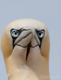 The Northern Gannet (Morus bassanus)