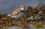 Semipalmated Plover (Charadrius semipalmatus)