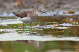 Solitary Sandpiper (Tringa solitaria)