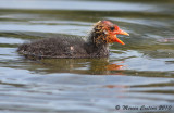 Eurasian Coot,  Foulque macroule (Fulica atra)