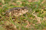 European green toad (Bufo viridis or Pseudepidalea virdis)