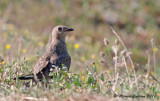 Common Pratincole, Glarole  collier (Glareola pratincola)