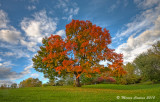 The Old Maple-Quebec-Canada