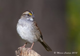 White-throated Sparrow, Bruant  gorge blanche (Zonotrichia albicollis)