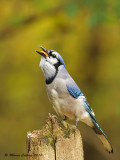 Geai bleu,  Blue Jay  (Cyanocitta cristata)