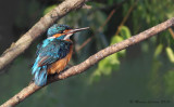 Common Kingfisher, Martin-pcheur dEurope (Alcedo atthis)
