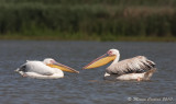 White Pelican,  Plican Blanc (Pelicanus onocrotalus)