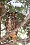 Great Horned Owl,Grand-duc dAmrique (Bubo virginianus)