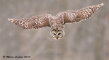 Barred-Owl (Strix-varia) in flight