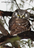Boreal owl, Nyctale de Tengmalm (Aegolius funereus)