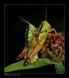 grasshopper-in-love2.jpg
