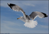 Ring-billed-Gull.jpg