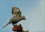 The Grey Catbird (Dumetella carolinensis)
