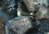 Warbler at pond