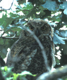 Juvenile Great  Horned Owl