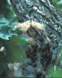 Sleeping Juvenile Great Horned Owl