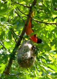 Male Oriole and Nest