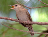 House Wren