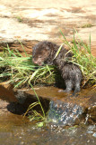 Baby Mink by stream