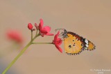 Butterfly-3.jpg