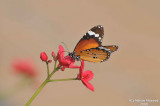Butterfly-4.jpg