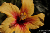 Flower_109.jpg