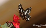 Butterfly_105.jpg