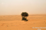 Sandstorm_01.jpg