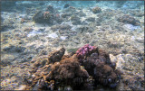 Red_Sea_033.jpg