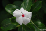 Flower-007.JPG