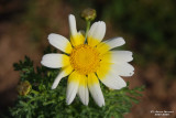 Flower-046.JPG