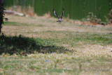 Hoopoe - May 08 Hada.JPG