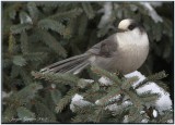 Msangeai du Canada ( Gray Jay )