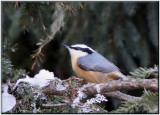 Sittelle  poitrine rousse ( Red-breasted Nuthatch )