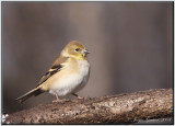 Chardonneret jaune ( American Goldfinch )