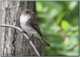 Moucherolle phbi ( Eastern Phoebe )