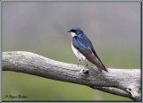 Hirondelle bicolore ( Tree Swallow )