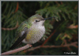 Colibri dAnna ( Annas Hummingbird )