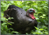 Dindon sauvage ( Wild Turkey )