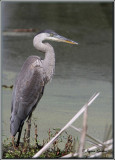 Grand Hron ( Great Blue Heron )