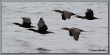 Cormoran  aigrettes ( Double-crested Cormorant )