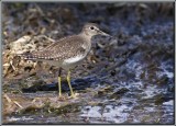 Chevalier solitaire ( Solitary Sandpiper )